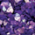 Luxury Sea Shell for Nail Art - Purple